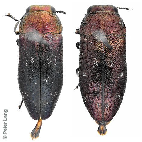Diphucrania semiobscura, PL0631A, PL0631B, male, from Acacia pycnantha, EP